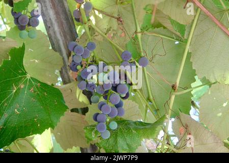 grappolo di uve viola appeso al pergolato Foto Stock