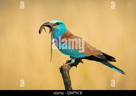 Rullo europeo che tiene la lucertola in becco sul ramo alla luce del sole Foto Stock