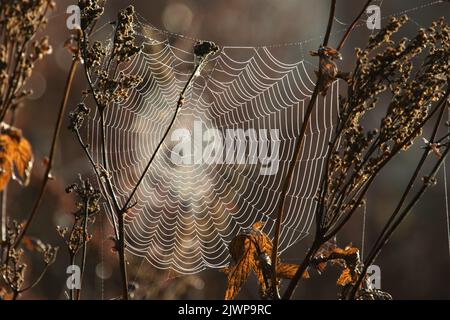 Autunno Spider webs Foto Stock