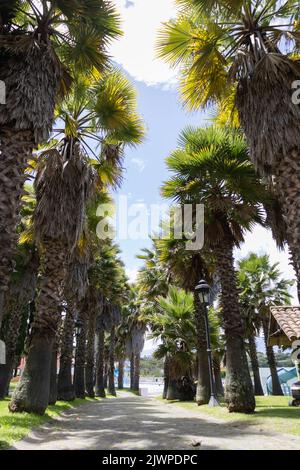 bellissimo paesaggio tropicale con un sentiero circondato da alberi in una giornata di sole, destinazione turistica, parco ambiente Foto Stock