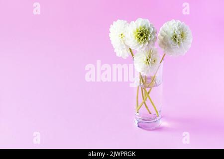 Fiore bianco di dahlia in vaso trasparente su fondo rosa Foto Stock