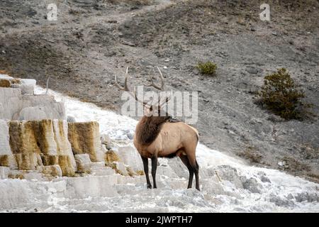 WY05051-00..... WYOMING - Bull Elk (Cervus canadensis) Parco Nazionale di Yellowstone, area delle sorgenti termali di Mammoth. Foto Stock