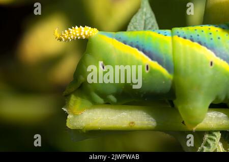 dettaglio della coda di un'acerontia caterpillar atropos. macrofotografia naturale. orizzontale con spazio per la copia. Bug Foto Stock