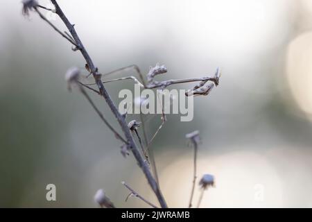 L'Empusa pennata, o mantis di testa, è una specie del genere Empusa, appartenente alla regione mediterranea. Foto Stock