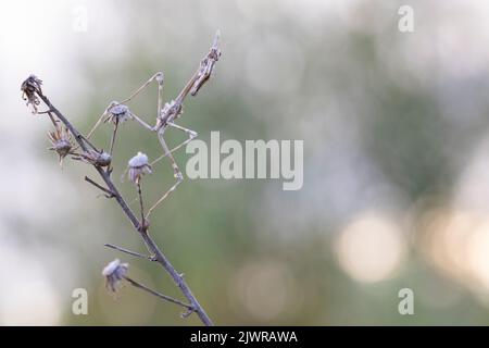 L'Empusa pennata, o mantis di testa, è una specie del genere Empusa, appartenente alla regione mediterranea. Foto Stock