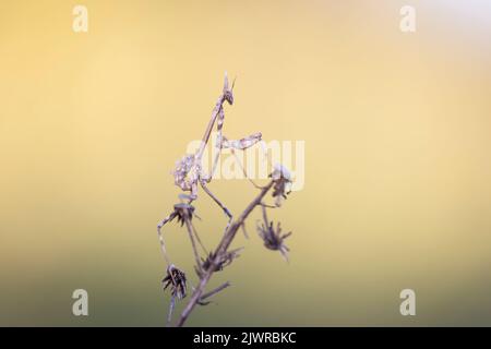 L'Empusa pennata, o mantis di testa, è una specie del genere Empusa, appartenente alla regione mediterranea. Foto Stock