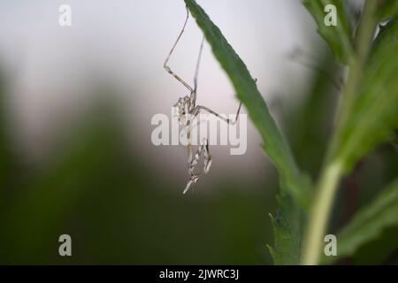 L'Empusa pennata, o mantis di testa, è una specie del genere Empusa, appartenente alla regione mediterranea. Foto Stock