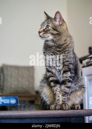 Morphy il gatto di tabby Foto Stock