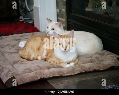 Mika il tabby arancione con Mitzie il fiammepoint Siamese Foto Stock