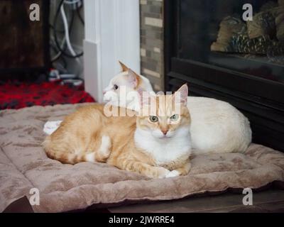 Mika il tabby arancione con Mitzie il fiammepoint Siamese Foto Stock