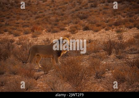 Leone maschio (Panthera leo) che pattuglia il suo territorio nel Parco Nazionale Trans Frontier di Kgalagadi, Africa Meridionale Foto Stock