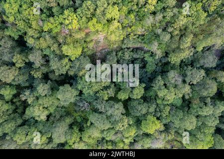 Foto aerea di una foresta con tettoie di alberi verdi in Estonia Foto Stock