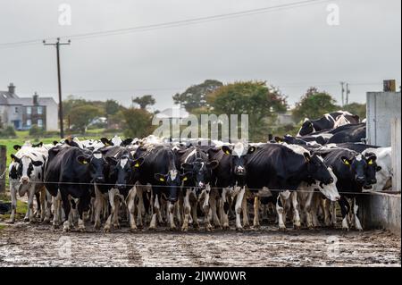 Agricoltura: Timoleague, Cork occidentale, Irlanda. 6th settembre 2022. Il branco forte 160 del caseificio DJ Keohane aspetta di essere mungito nella sua fattoria a Timoleague, West Cork. Credit: AG News/Alamy Live News Foto Stock