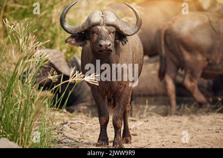 Tenere d'occhio mentre le sue mandrie ottiene una bevanda. Foto a tutta lunghezza di un gruppo di bufali sulle pianure africane. Foto Stock