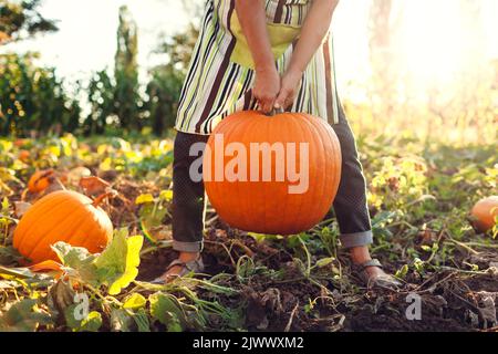 Primo piano di zucca biologica matura. Lavoratore che raccoglie vegetali. Coltivatore che raccoglie frutta sana nel giardino autunnale. Stagione autunnale Foto Stock