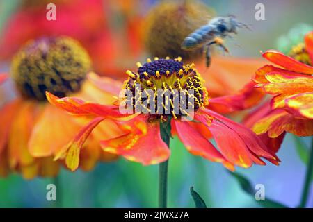 Immagine macro di un singolo 'Elenium Sahin's Early Flowerer (Sneezeweed)' - un'ape di miele sfocata in movimento lascia il fiore arancione/rosso. Settembre Kew Gardens Foto Stock