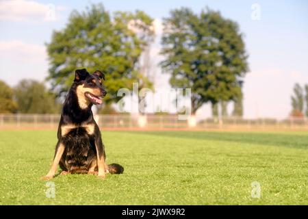 Cane randagio con bocca aperta seduto sul prato in condizioni di sole Foto Stock