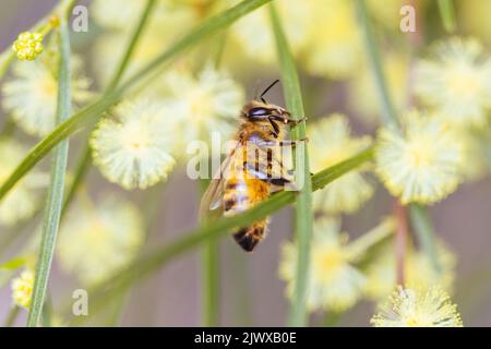 Ape impollinante a Wattle in Australia Foto Stock