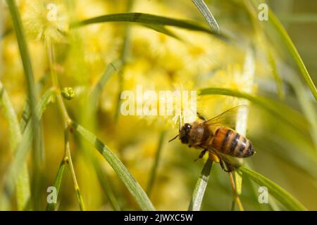 Ape impollinante a Wattle in Australia Foto Stock