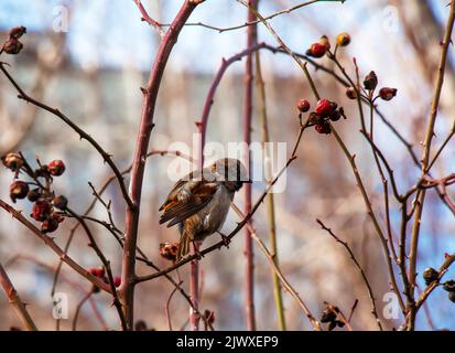 Un passero congelato siede su un ramo di rosa con bacche in una mattinata gelida d'inverno. Foto Stock