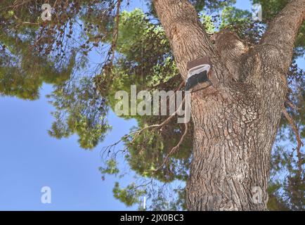 particolare di una trappola processionaria appesa in un pino Foto Stock