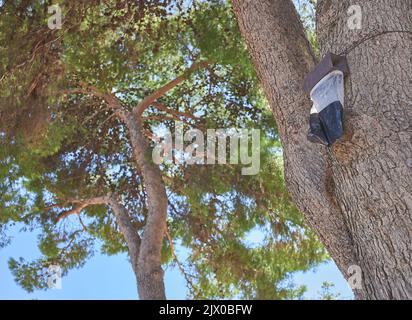 particolare di una trappola processionaria appesa in un pino Foto Stock