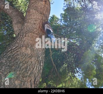 particolare di una trappola processionaria appesa in un pino Foto Stock