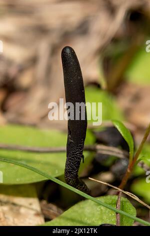 Xylaria longipes, le dita di Mole Morto Foto Stock