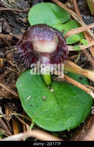 Corybas diemenicus, casco-orchidea venato Foto Stock