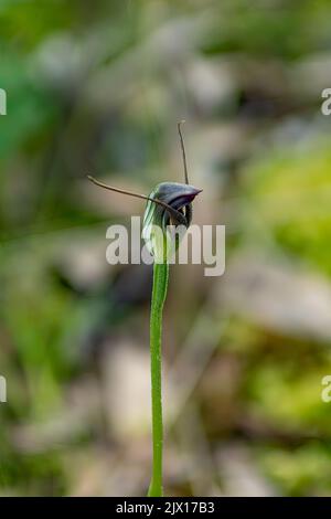 Pterostylis pedunculata, Maroonhood Orchid Foto Stock