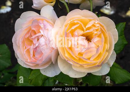 Fiori di rosa inglese "Roald Dahl" Foto Stock