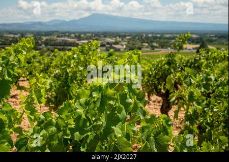 Viti verdi che crescono su ciottoli arrotondati su vigneti collinari vicino al famoso vino antico villaggio Châteauneuf-du-Pape, Provenza, Francia Foto Stock