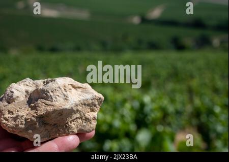 Campione di terreno da Chablis Grand Cru vigneti denominazione, calcare e terreni di palma con fossili di ostriche, Burdundudy, Francia con vigneti sul backgrou Foto Stock