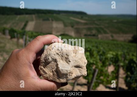 Campione di terreno da Chablis Grand Cru vigneti denominazione, calcare e terreni di palma con fossili di ostriche, Burdundudy, Francia con vigneti sul backgrou Foto Stock