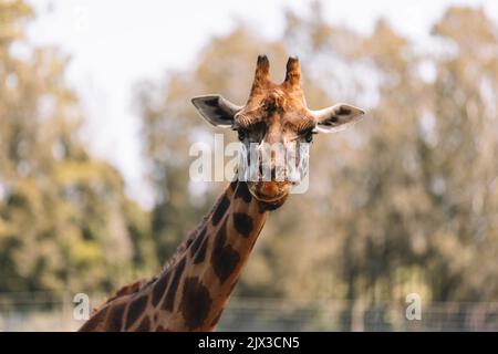 Mogo Australia, giraffa di Rothschild seduta a terra, nota anche come giraffa di Baringo o giraffa ugandese Foto Stock