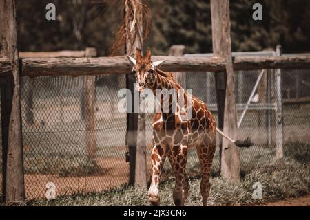 Mogo Australia, giraffa di Rothschild seduta a terra, nota anche come giraffa di Baringo o giraffa ugandese Foto Stock