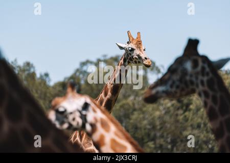 Mogo Australia, giraffa di Rothschild seduta a terra, nota anche come giraffa di Baringo o giraffa ugandese Foto Stock