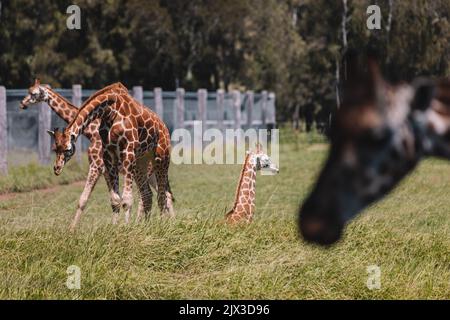 Mogo Australia, giraffa di Rothschild seduta a terra, nota anche come giraffa di Baringo o giraffa ugandese Foto Stock