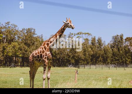 Mogo Australia, giraffa di Rothschild seduta a terra, nota anche come giraffa di Baringo o giraffa ugandese Foto Stock