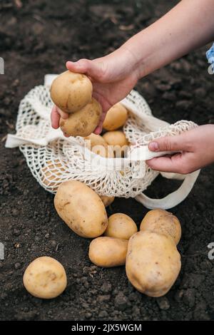 Le mani del contadino che raccolgono le patate dal giardino le mettono nella borsa ecologica. Raccolta e sbucciatura di patate giovani, raccolta di patate nel Foto Stock