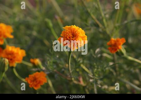 Foto ravvicinata del fiore giallo di una marigvecchia fiorita nel giardino Foto Stock