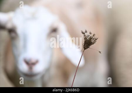 Gomadingen, Germania. 06th Set, 2022. Una capra sta nel pascolo dietro una pianta asciutta. Credit: Marijan Murat/dpa/Alamy Live News Foto Stock