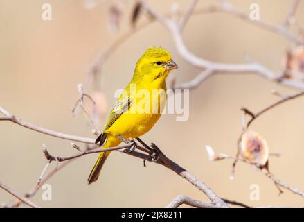 Un canarino giallo in un albero nella savana di Kalahari Foto Stock