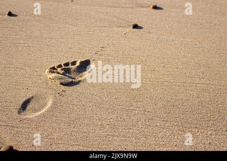 Ingombro singolo sulla sabbia. Pedaliera umana al mare. Vacanza in spiaggia. Concetto di svago e di viaggio. Viaggio da solo. Sentiero sabbioso. Modo e sfondo passeggiata. Foto Stock