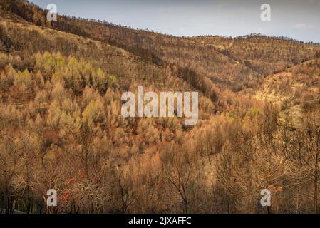 Vasche (tine in catalano) e la valle Flequer dopo il 2022 Pont de Vilomara fuoco nel Parco Naturale di Sant Llorenc del Munt i l'Obac Catalonia Spagna Foto Stock