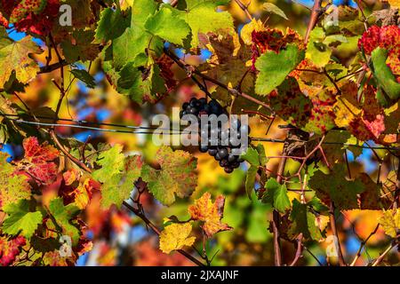 Vista in primo piano del mazzo di uve colorate tra colorate foglie autunnali in Piemonte, Italia settentrionale. Foto Stock