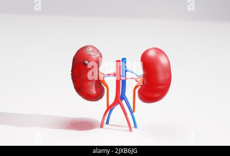 Anatomia della malattia renale umana al di fuori del concetto di immagine di rendering 3D dell'immagine del sistema urinario Foto Stock