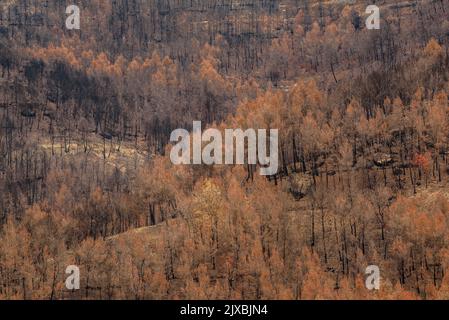 Vasche (tine in catalano) e la valle Flequer dopo il 2022 Pont de Vilomara fuoco nel Parco Naturale di Sant Llorenc del Munt i l'Obac Catalonia Spagna Foto Stock