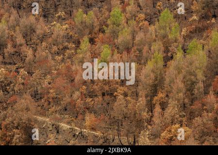 Vasche (tine in catalano) e la valle Flequer dopo il 2022 Pont de Vilomara fuoco nel Parco Naturale di Sant Llorenc del Munt i l'Obac Catalonia Spagna Foto Stock