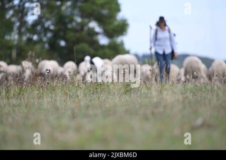 Gomadingen, Germania. 06th Set, 2022. Una pastoressa della fattoria di pecore Demeter Kräuterlamm cammina con le sue pecore lungo un pascolo nell'Albano Svevo. Credit: Marijan Murat/dpa/Alamy Live News Foto Stock